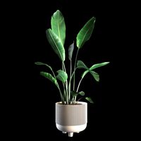 Indoor Plants Set 04
