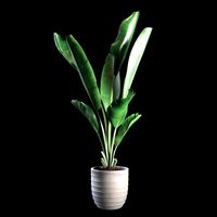 Indoor Plants Set 01
