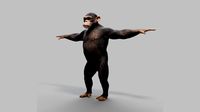 chimp