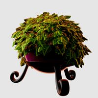 String of turtles house plant