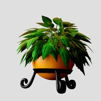 Chinese evergreen house plant