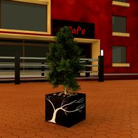 Potted Laurus nobilis plants