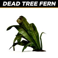 Dead Tree Fern