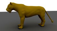 lion walking