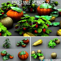 Vegetable Plants 2