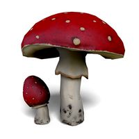 Mushroom Amanita