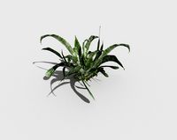 plant