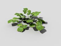 plant