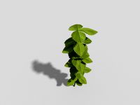 plant