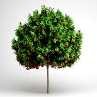 CGAxis European Rowan 15 3D Model
