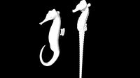 sea horse