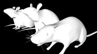 rat mouse