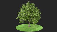 platanus summer hight poly