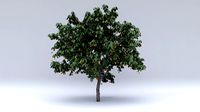 eriobotrya summer hight poly