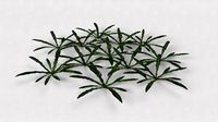 Wild Grass 13