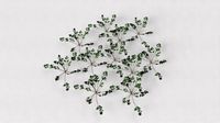 Wild Grass 9