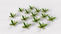 Wild Grass 5