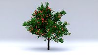 malus summer hight poly