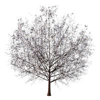 ginkgo winter low poly