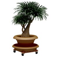 Plant 06