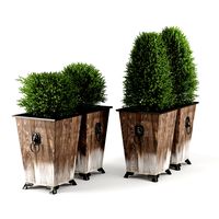 Green bush