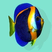 FG Tropical Fish 03