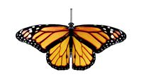 Low-Poly Butterfly Rigged