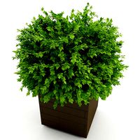 Planter Box