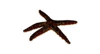 Starfish