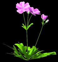 Bloody Cranesbill lwo