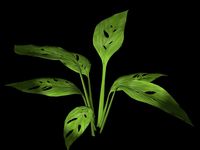 Swiss Cheese Plant.max
