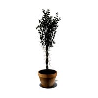 Ceramic Pot Plant