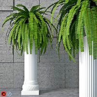 Houseplant 6