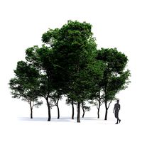 Generic Tree Collection 01