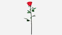 Red Rose