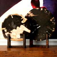 Black Petrified Wood Slices