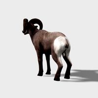 bighorn sheep