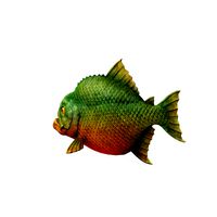piranha 01