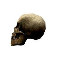 skull