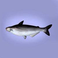 basa (catfish Pangasiidae)