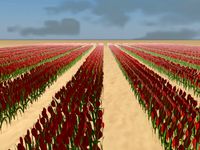 Tulip field in Holland