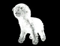 white dog ( simba )