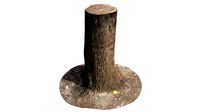 Tree Trunk Scan 001