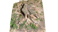 Tree Stump 001 Scan PBR