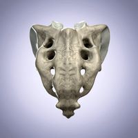 Sacrum