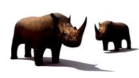 Rhino