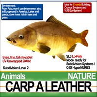 Carp A Leather