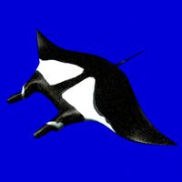 manta max