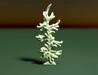 Fir-tree