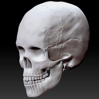 Skull